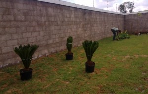 Plantas ao redor da pista de caminhada